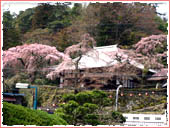 善福寺 桜