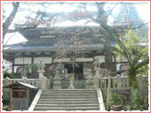 温泉寺 桜