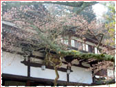 極楽寺 桜