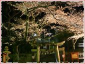 湯泉神社 桜