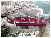 ねね橋 桜