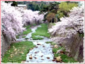 公園橋 桜