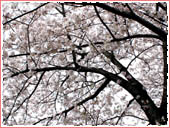 北山貯水池 桜