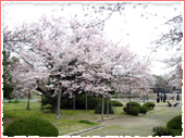 満池谷公園 桜