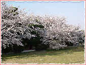 満池谷公園 桜