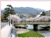 芦屋川公園 桜