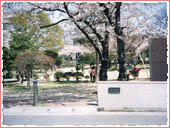 岩ケ平公園 桜
