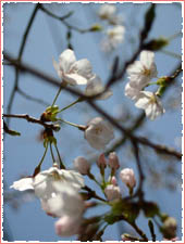岩ケ平公園 桜