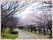 芦屋中央公園 桜