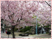 岡本南公園 桜