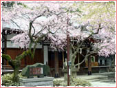 保久良神社 桜