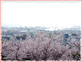 保久良神社 桜