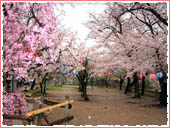 護国神社 桜