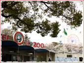 王子動物園 桜