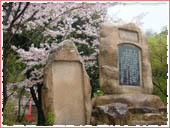 諏訪山公園 桜