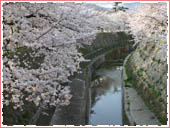 妙法寺川公園 桜