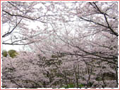 奥須磨公園 桜