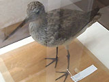 小林桂助 鳥のコレクション