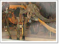 アカシゾウの化石（大阪市立自然史博物館）