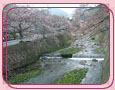 有馬温泉の桜 公園橋の桜