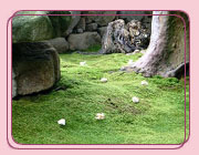 有馬温泉の桜 念仏寺の桜