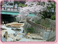 有馬温泉の桜 太閤橋の桜
