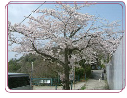 龍泉閣 展望台の桜