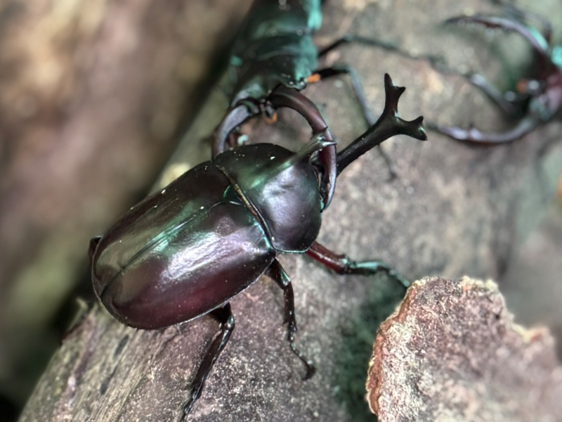 「カブトムシの森」オープンしました！